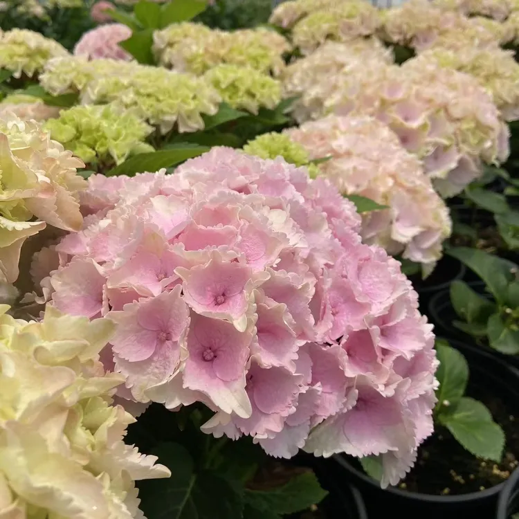 火星的花园/11厘米盆魔幻系列海洋革命夏洛特绣球/老枝开花