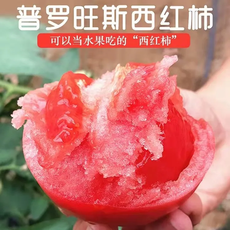 【粉丝专享】陕西泾阳普罗旺斯水果西红柿2.8-4.5斤/装新鲜采摘番茄