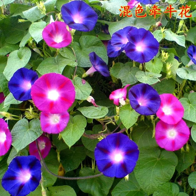 原厂封装大花朵牵牛花种子爬藤花卉阳台庭院植物花籽混色盆栽