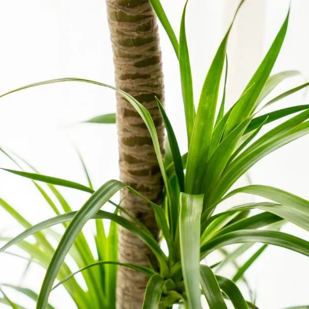 龙血树龙须大型植物室内吸甲醛绿植老桩造型盆栽大网红植物办公室