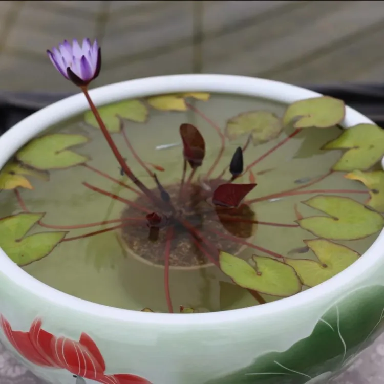 【黑美人】热带丰花草缸迷你睡莲带花苞 水生花卉白色紫色夏季