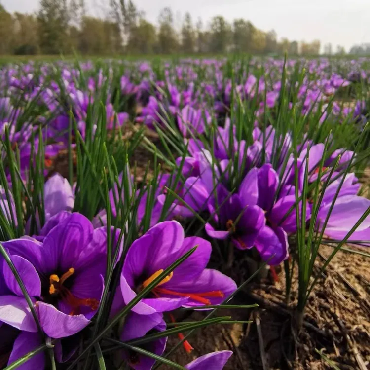 【藏红花种球】四季番红花室内盆栽花卉球根庭院阳台易成活