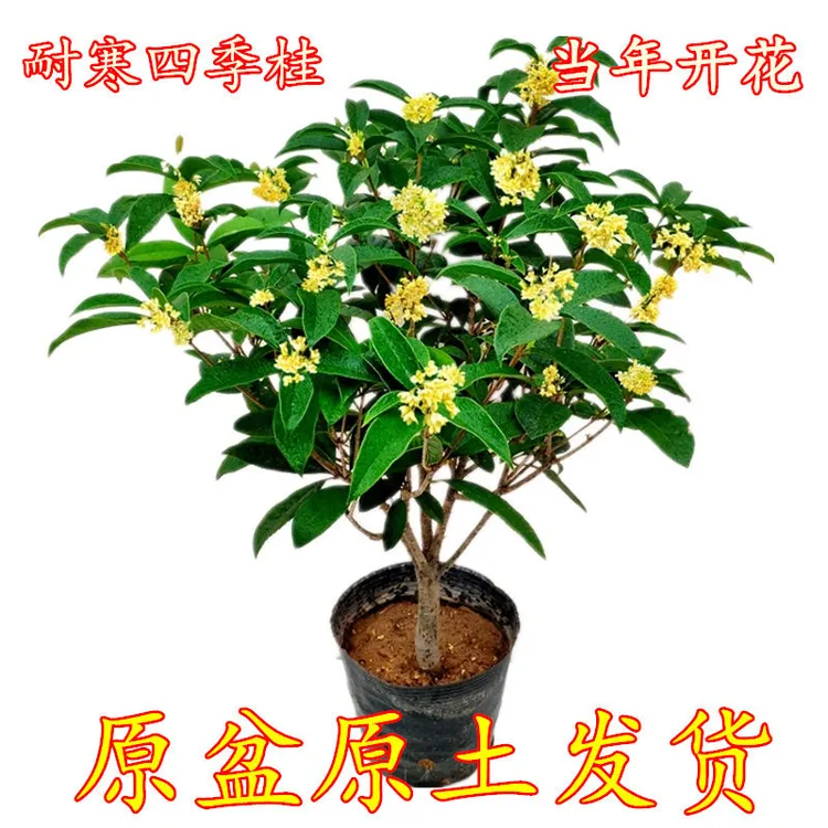 枝舞桂花盆栽浓香型四季桂花树苗南北方耐寒花卉四季常青植物庭院