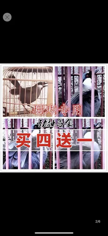 珊瑚日常营养饲料