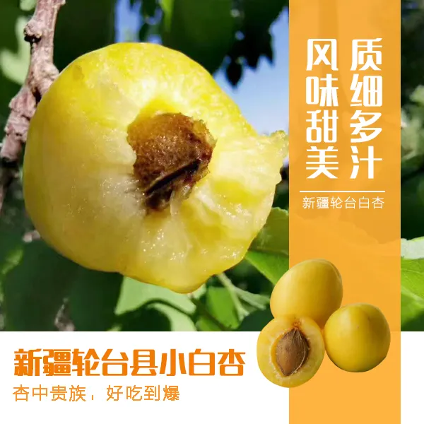 轮台白杏航空包邮新疆白杏特产新疆水果3斤装包邮发货小白杏新疆