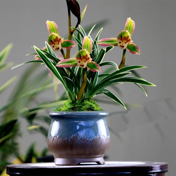 兰花苗建兰四季兰金边兰花（帝王妃）浓香型花卉好养殖阳台客厅