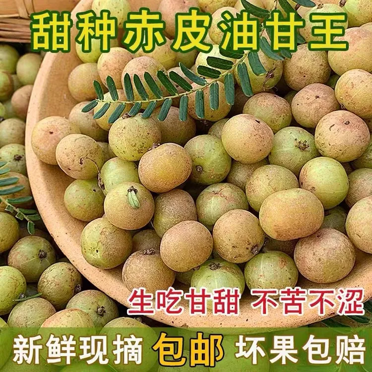 潮汕金灶赤皮油柑小个粗皮油柑酸涩度低回甘好煲汤榨汁  一斤装