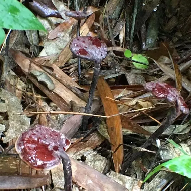 广宁山货竹灵芝菇 野生山货香味十足可煮水炖汤