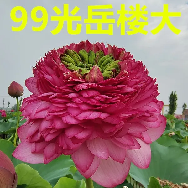 中大型荷花碗莲成品苗种藕阳台庭院楼顶夏季水培栽种汝州老农花卉