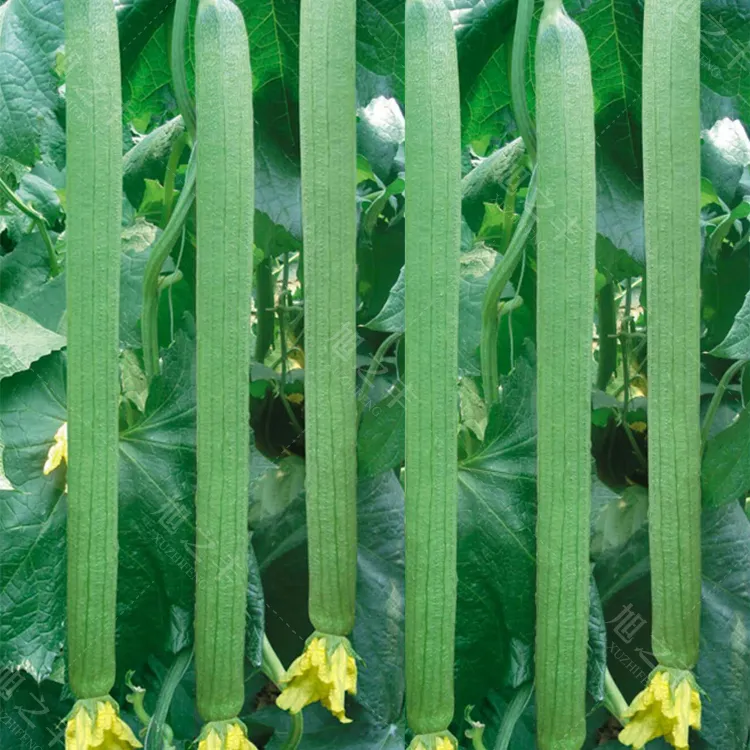 乐众青山丝瓜种子四季蔬菜种子