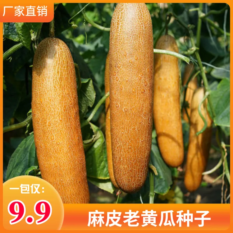 麻皮老黄瓜种子东北老黄瓜种子巨型黄瓜