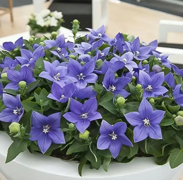 中华桔梗花盆栽四季开花庭院桌面绿植花卉好养活耐高温