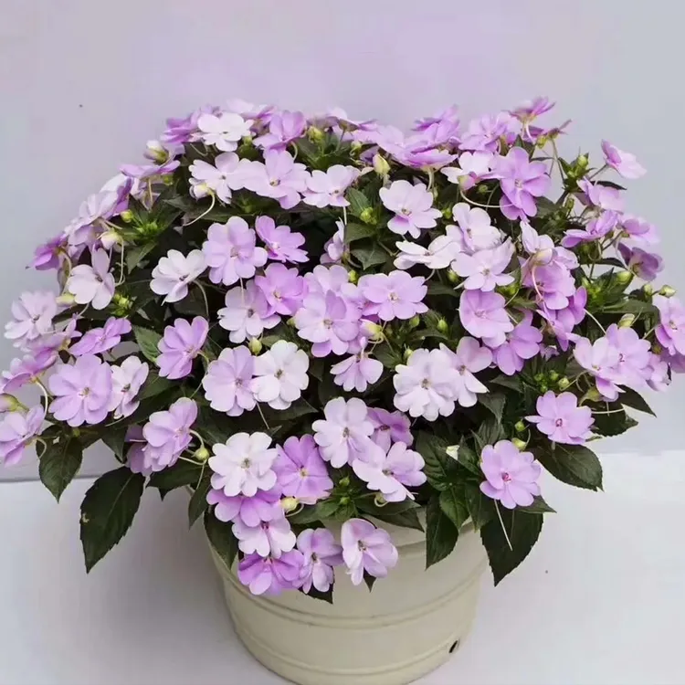 桑蓓斯凤仙花百合花耐寒耐热喜水多年生开花机器室内室外好养植物
