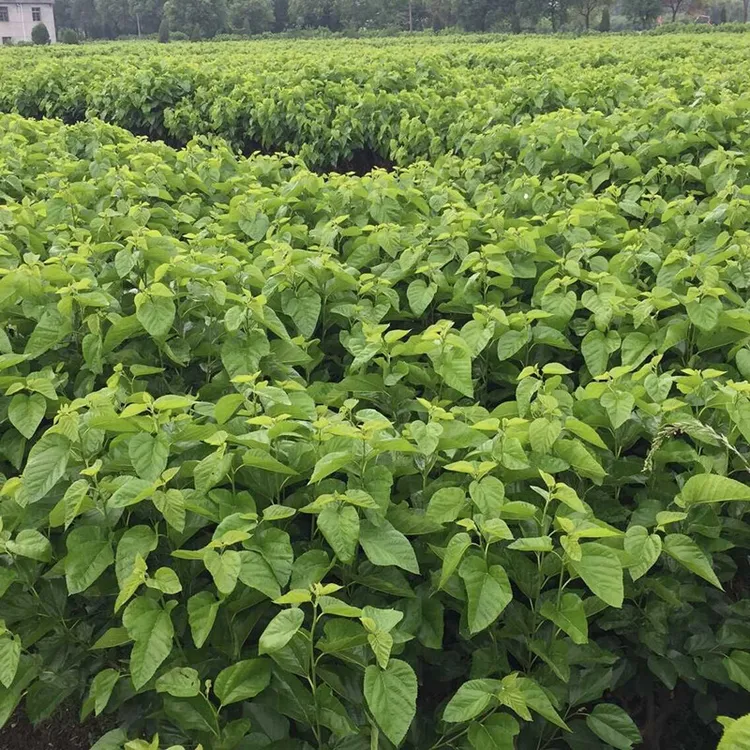 帅轩 现挖桑树苗桑树苗现挖小桑苗饲料桑桑树苗养蚕桑树