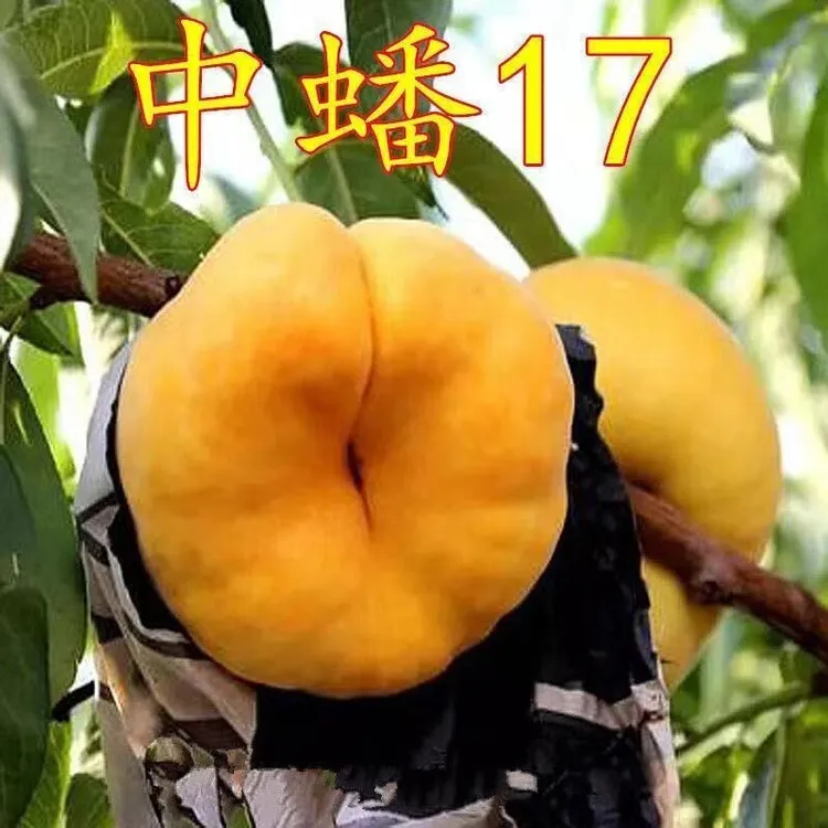 帅轩蟠桃树苗嫁接果树蟠桃苗美国红蟠黄金蟠桃树苗南北方当年结果