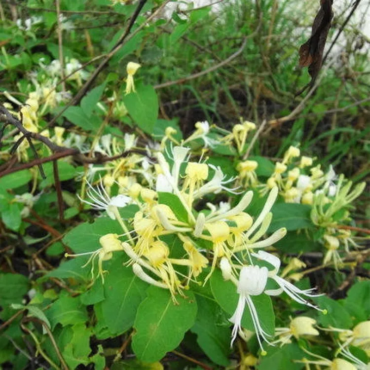 帅轩藤蔓植物 爬藤树型金银花苗药用金银花树苗鸳鸯藤-四季不掉