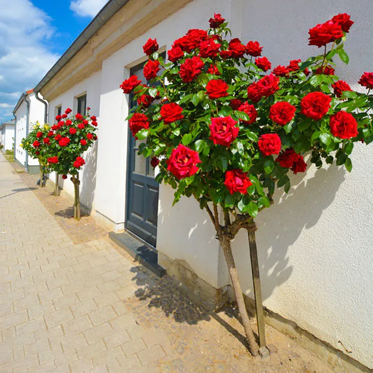 帅轩棒棒糖树桩月季花苗特大花朵花卉植物庭院四季开玫瑰花树