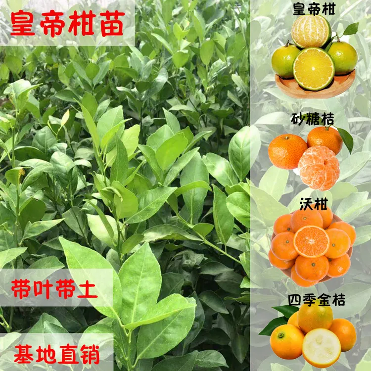 铭焕园林皇帝柑果树苗砂糖桔苗四季金桔无核沃柑苗柑橘苗当年结果