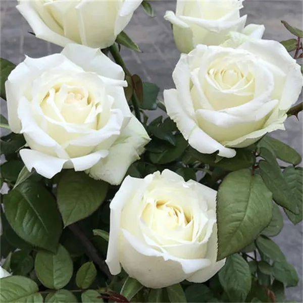 【3棵包邮】坦尼克月季玫瑰盆栽植物阳台绿植花卉多季切花