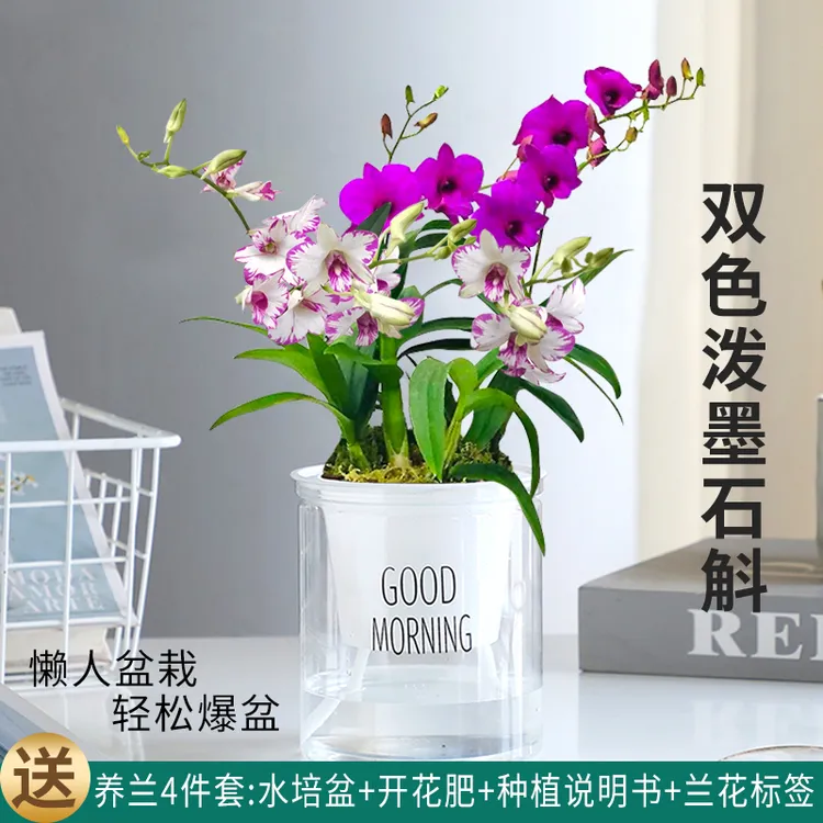 红泼墨石斛 带多花 香水石斛澳洲紫蝶兰花苗浓香室内外花卉绿植