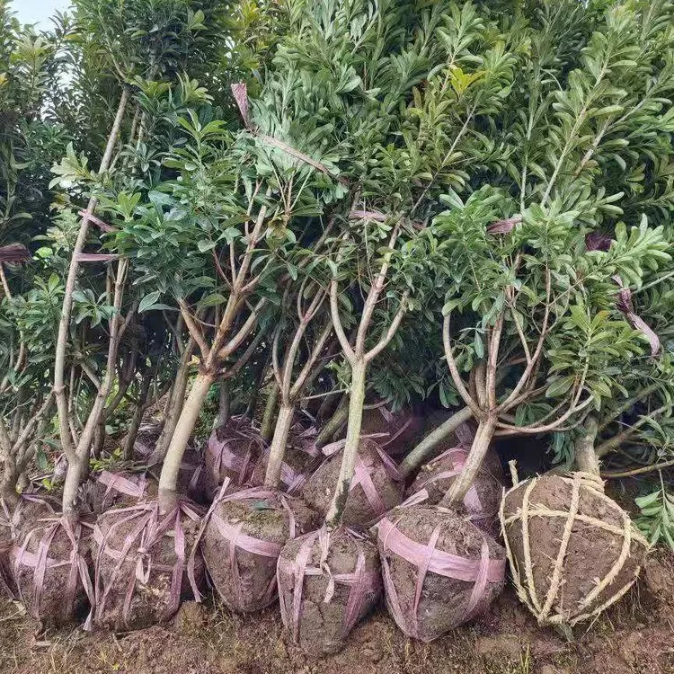 果园种植地栽盆栽杨梅嫁接苗庭院南北方种植早熟晚熟耐寒品种