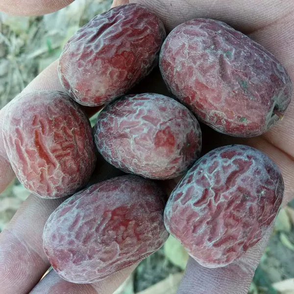 【特等精选中果】25年新枣新疆灰枣若羌产红枣自然吊干未清洗小枣