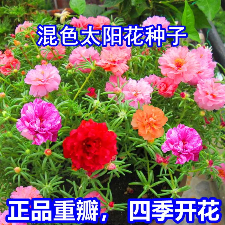 【新疆包邮】重瓣太阳花种子盆栽播种混色正品易存活花籽