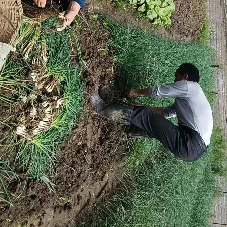 湖北荆州/公安本地新鲜现挖农家自种叫果子头