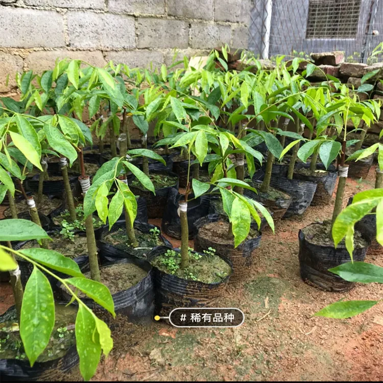 正宗绿奇楠沉香嫁接苗名贵黑奇楠香霸品种白奇楠冠绿香尖带土发货