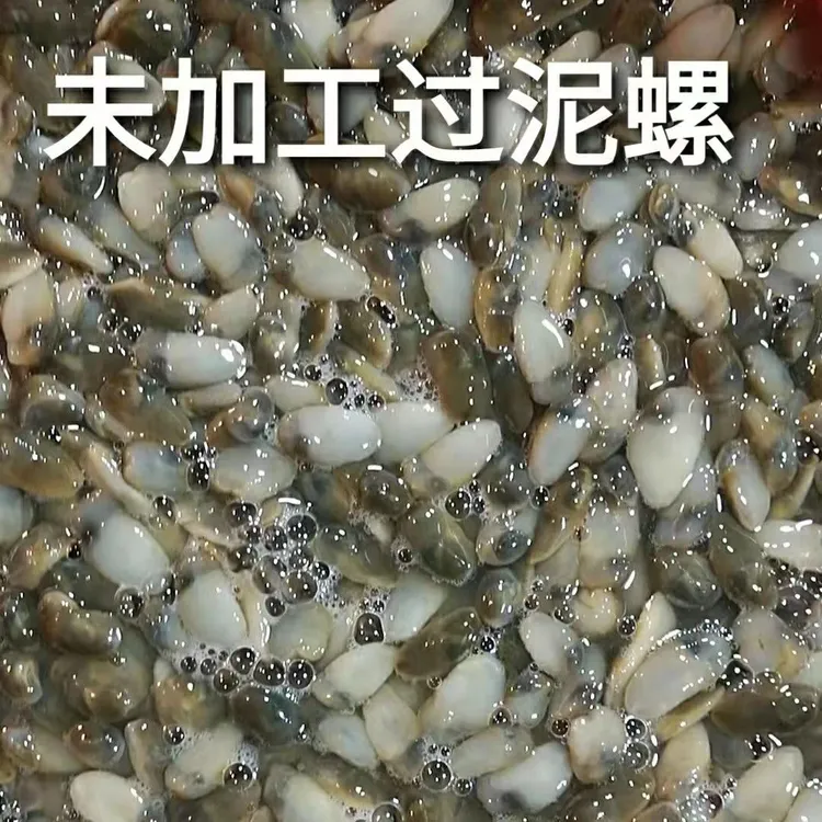 福建鲜活泥螺非腌制，2斤/袋  3斤/袋 包邮SF冷链