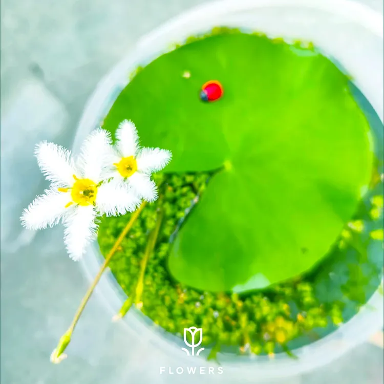 RUZHI/如植一叶莲基地发货心型睡莲碗莲水培植物四季开花水生花卉