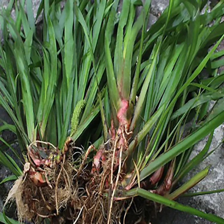 贵州新鲜山赖香料植物大料苗五香草食用盆栽带根1斤2斤5斤10斤