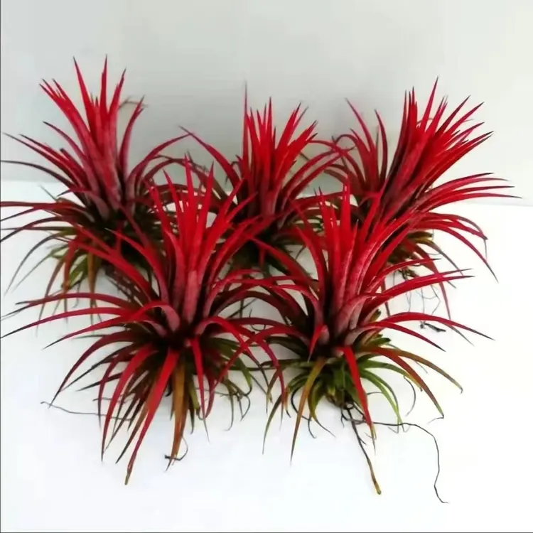 空气凤梨无土植物红精灵室内办公室好养好管理水培文竹观音竹