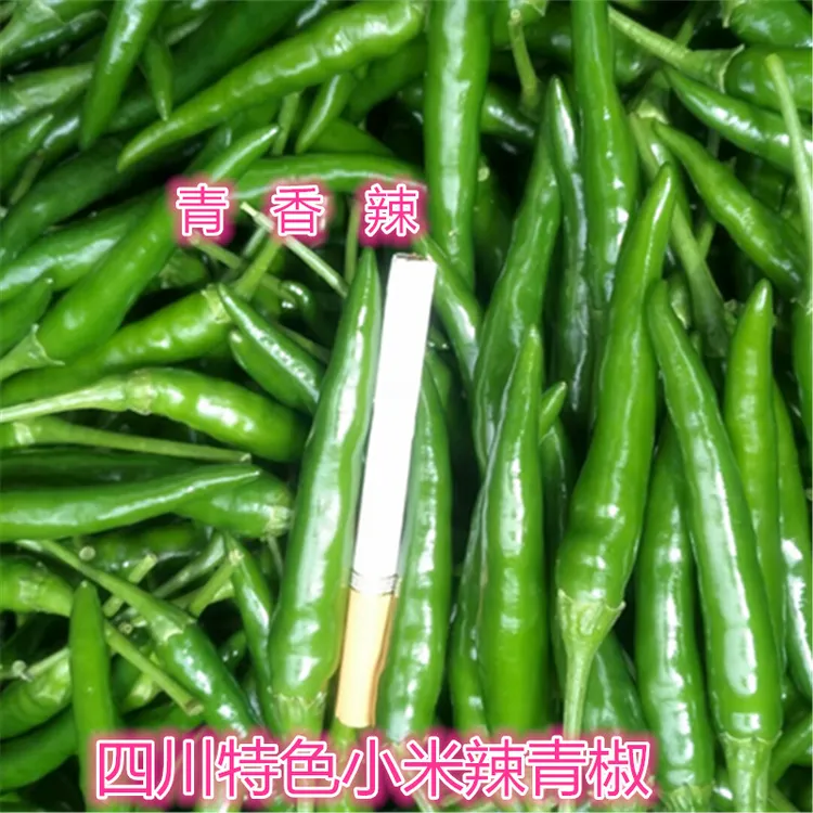 四川自贡小米辣青椒   红小米辣 非朝天椒 清香味足  1-9斤装