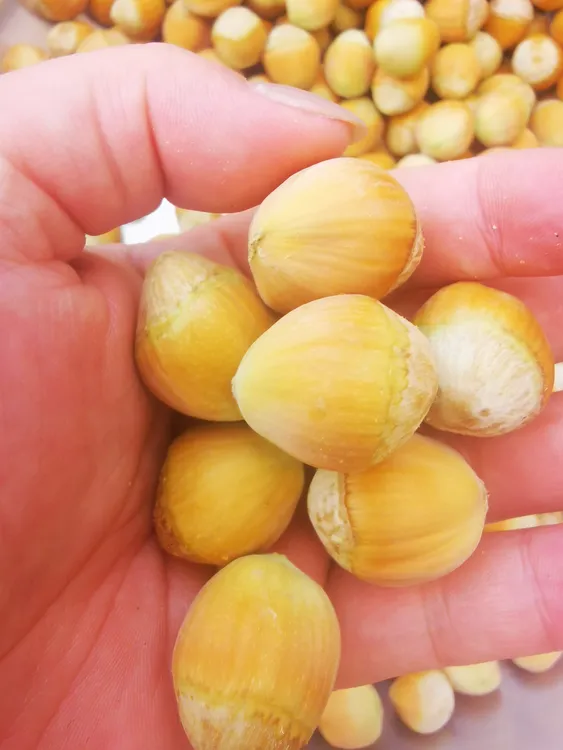 新鲜东北大榛子净含量：2500g(5斤)