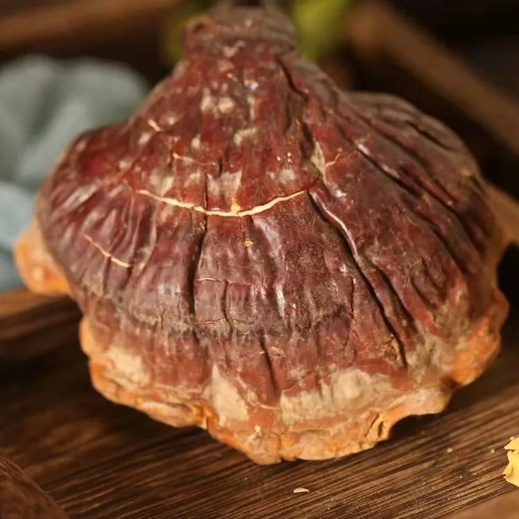 益泓本草（林下灵芝250g）东北长白山林区大山灵芝特产野生灵芝泡水