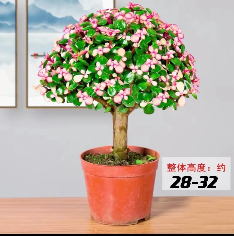 新号老桩金枝玉叶盆栽多肉绿植粉色肉肉好养造型金枝室内