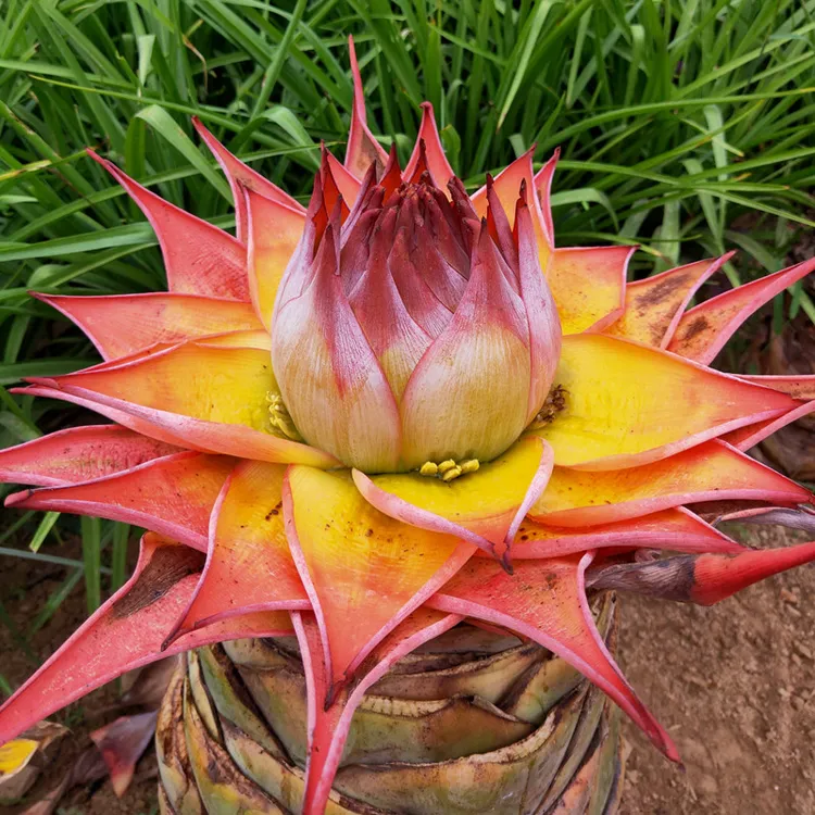 地涌金莲/红莲 佛莲 千瓣莲 五树六花 花开金灿灿 好养易活多年生