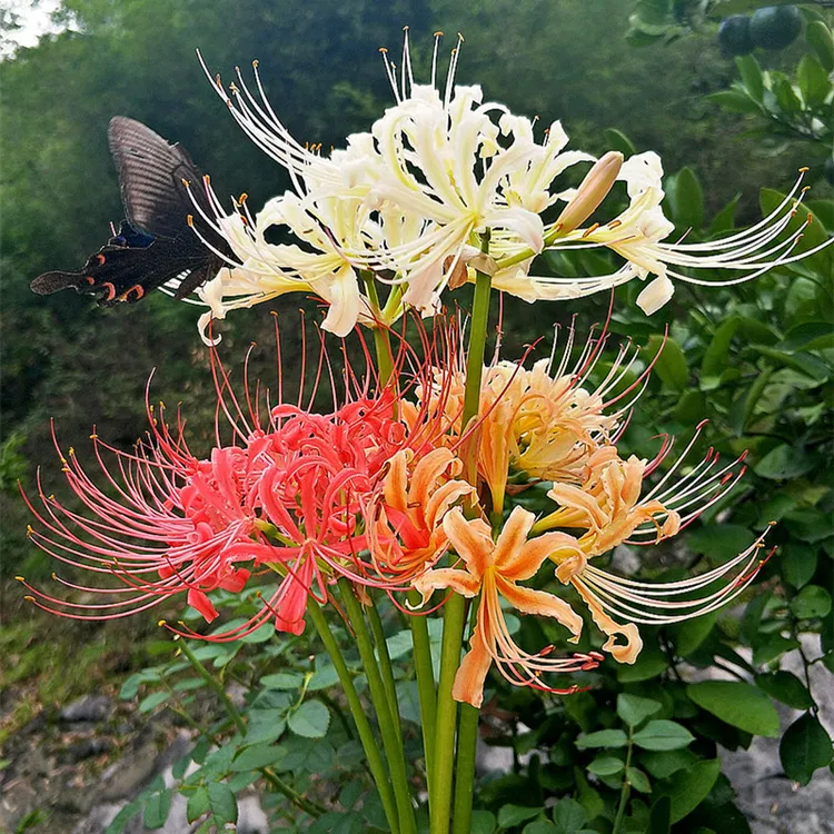 彼岸花种球 耐寒庭院花园阳台球根花卉  多年生 多色可选