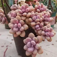 云漫多肉 地栽老桩桃蛋18-20cm葡萄架地块 多肉植物