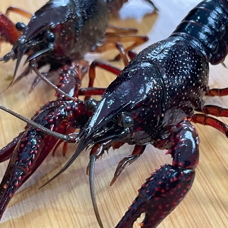 【顺丰发货】小龙虾单只1-1.6两，炮头虾， 鲜活小龙虾 3斤起拍
