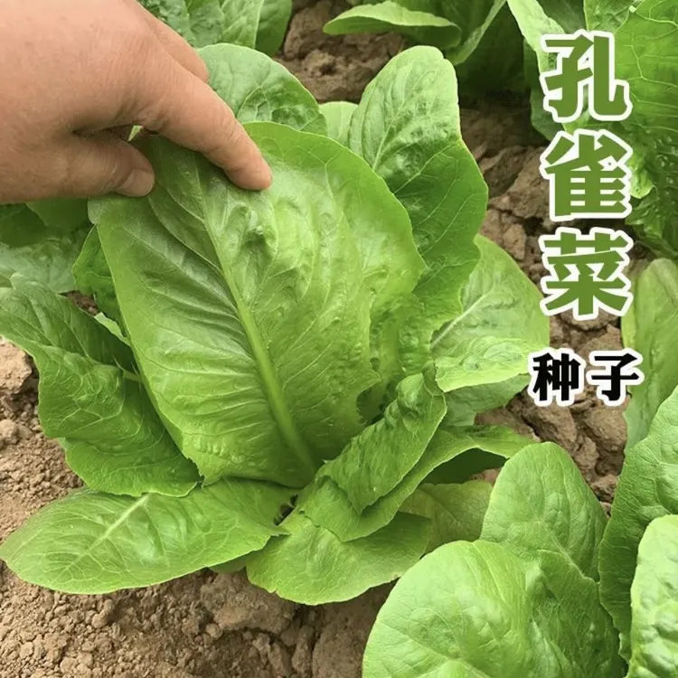 【孔雀菜种子】阳台小院家庭种植青叶菜【贝妈同款】