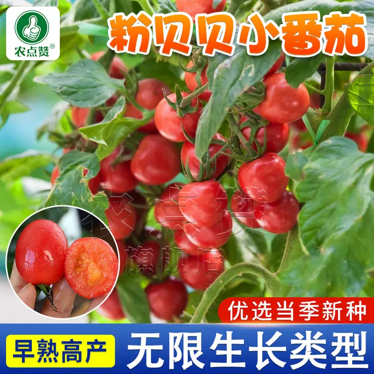 粉贝贝樱桃小番茄种子圣女果种籽庭院盆栽玲珑西红柿蔬菜种籽孑