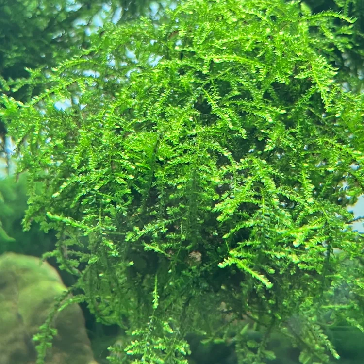 散装莫斯水草鱼缸造景水下叶阴性水草莫斯树懒人水草好养耐寒漂亮