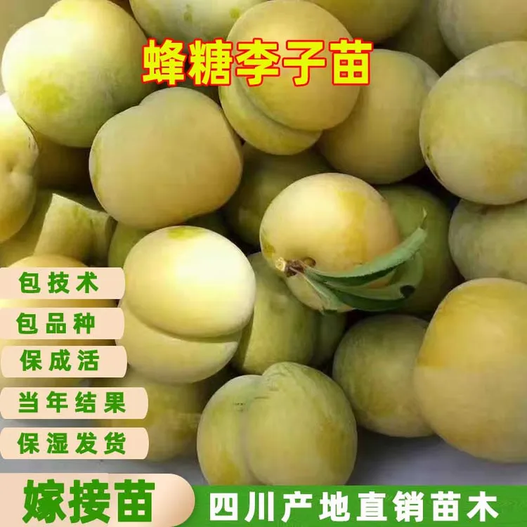 南北方种植贵州蜂糖李子树苗脱骨冰糖李树苗蜂蜜李苗当年结花果苗