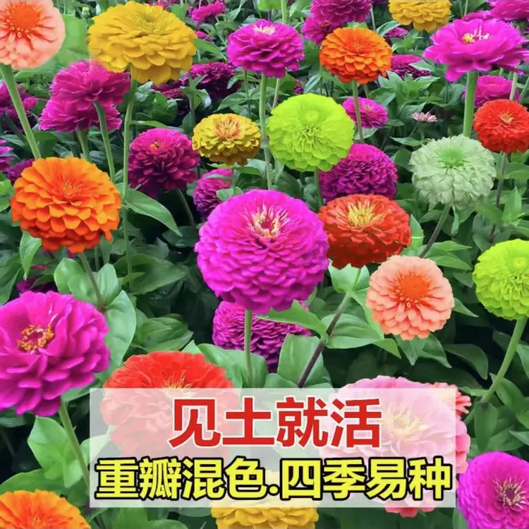 矮杆重瓣百日草花庭院阳台组合四季开花百日菊花籽