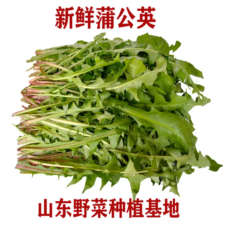 新鲜蒲公英婆婆丁鲜菜现采现发山东野菜种植基地2斤