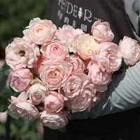 海蒂的花园月季草莓杏仁饼多头玫瑰四季开花直立庭院阳台花卉盆栽