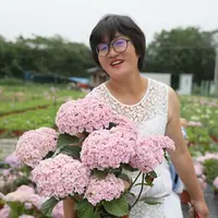 海蒂的花园大花绣球花手鞠重瓣庭院室外养护粉色盆栽苗花可调蓝色