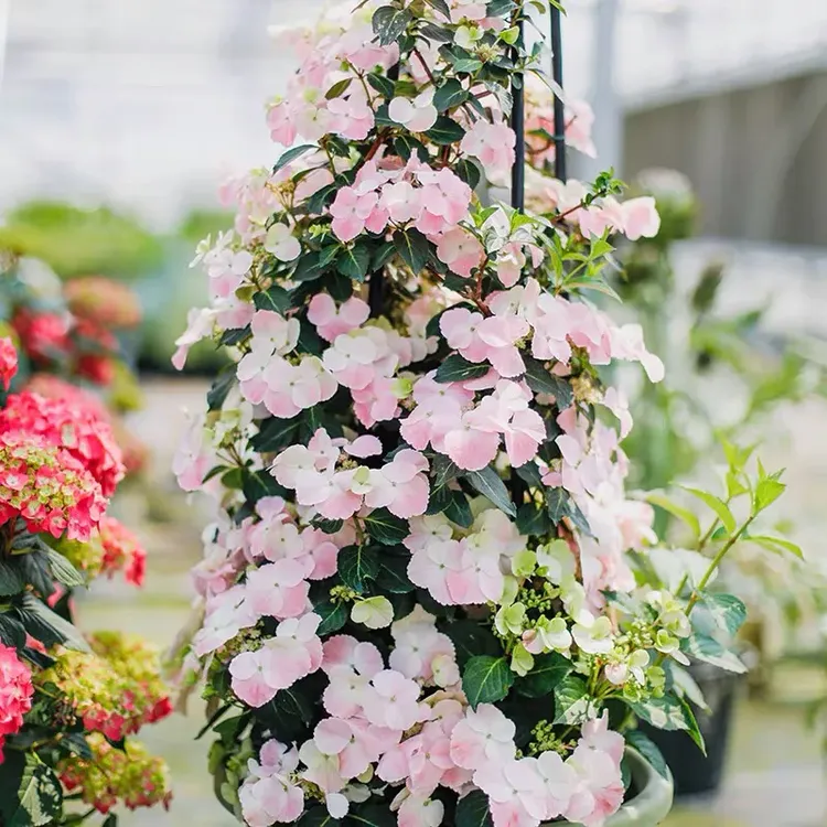 海蒂的花园大花绣球逃跑新娘粉色室外养护庭院花园种植花卉盆栽苗
